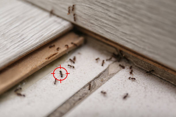 Best Pest Removal Services  in Concord, VA