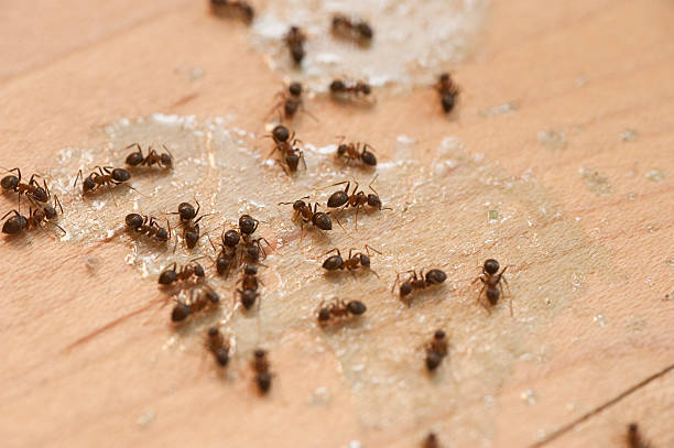 Best Bed Bug Extermination  in Concord, VA