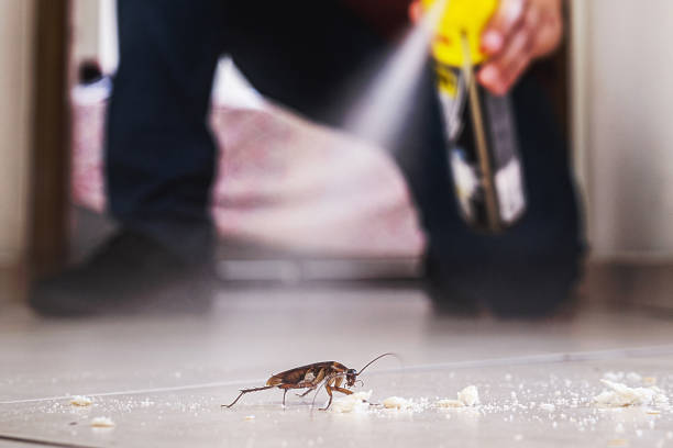 Best Rodent Control Near Me  in Concord, VA