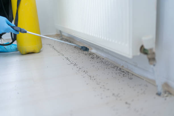 Best Wasp Removal Services  in Concord, VA
