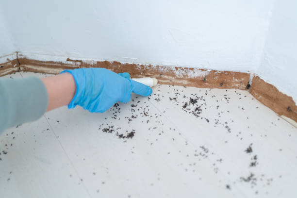Best Insect Control  in Concord, VA